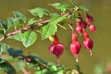 Image showing Fuchsia