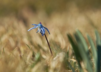 Image showing Hepatica