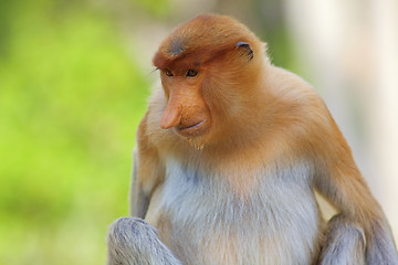 Image showing Proboscis monkey