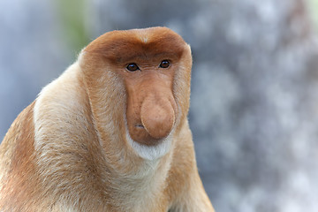 Image showing Proboscis monkey