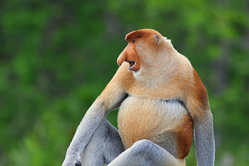 Image showing Proboscis monkey