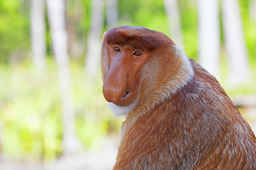 Image showing Proboscis monkey