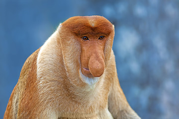 Image showing Proboscis monkey