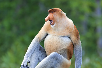 Image showing Proboscis monkey