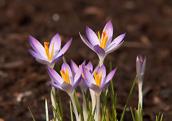 Image showing crocus