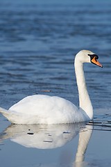 Image showing Swan