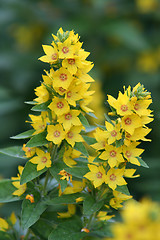 Image showing Yellow flowers