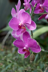 Image showing Orchid