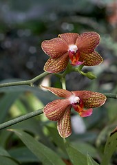 Image showing Orchid