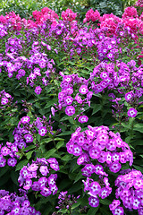 Image showing phlox