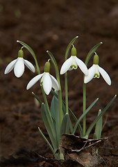 Image showing snowdrop