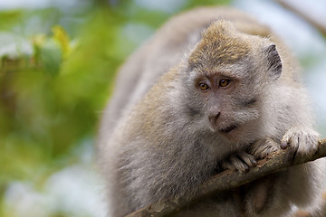 Image showing Long-tailed Macaque Monkey