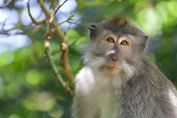 Image showing Long-tailed Macaque Monkey