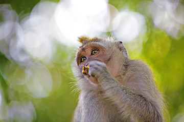 Image showing Long-tailed Macaque Monkey