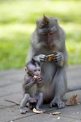 Image showing Long-tailed Macaque Monkey