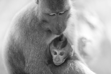 Image showing Long-tailed Macaque Monkey