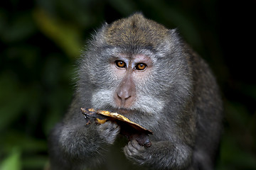 Image showing Long-tailed Macaque Monkey