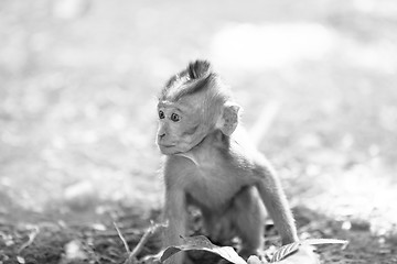 Image showing Long-tailed Macaque Monkey