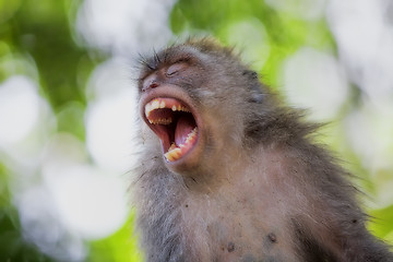 Image showing Long-tailed Macaque Monkey