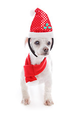 Image showing Pet dog wearing  Christmas headband and scarf