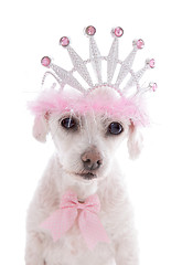 Image showing Pampered Princess Pet Dog