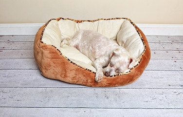 Image showing Dog sleeping in a dog bed