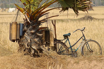 Image showing Palm Oil Collecting 1