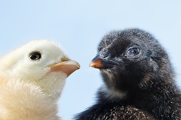 Image showing Heads of two fluffy chicks