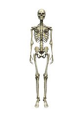 Image showing Human Skeleton