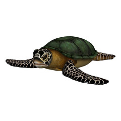 Image showing Sea Turtle
