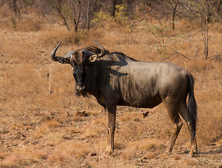 Image showing Wildebeest portrait