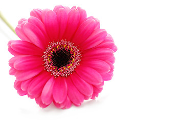 Image showing gerbera flower