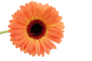 Image showing gerbera flower