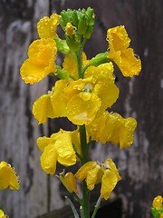 Image showing Wet Wallflowers