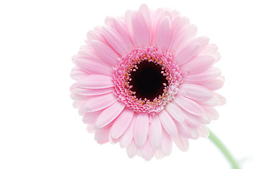 Image showing gerbera flower