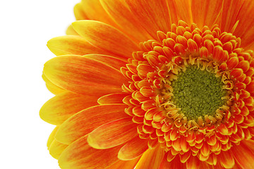 Image showing gerbera flower