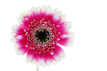 Image showing gerbera flower