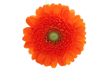 Image showing gerbera flower