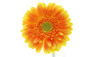 Image showing gerbera flower