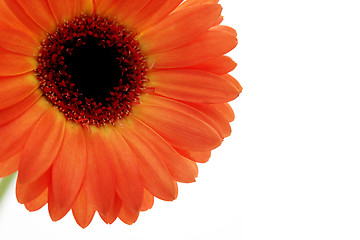 Image showing gerbera flower