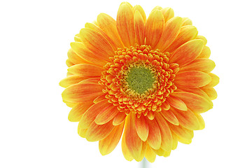 Image showing gerbera flower