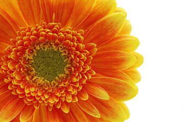 Image showing gerbera flower