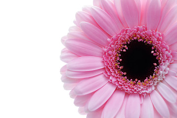 Image showing gerbera flower