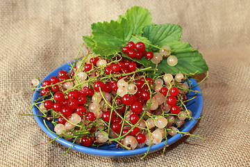 Image showing clusters of berries of red and white currant