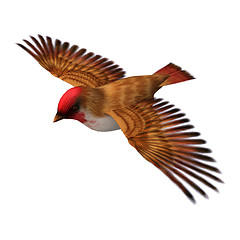 Image showing Scarlet Finch