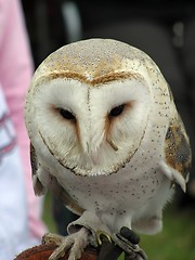 Image showing Barn Owl 3