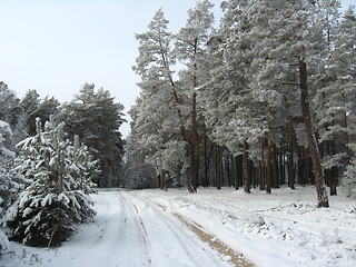 Image showing Winter landscape in the forest