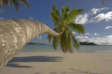 Image showing Coco palm tree