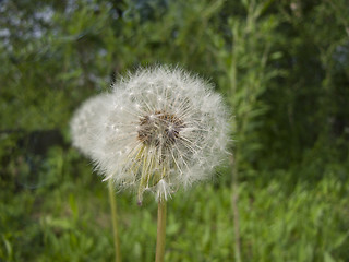 Image showing Happy Dandelion