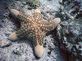 Image showing Stella cuscino (Choriaster granulatus)